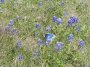 P3286595 Springtime bluebonnets in Texas.